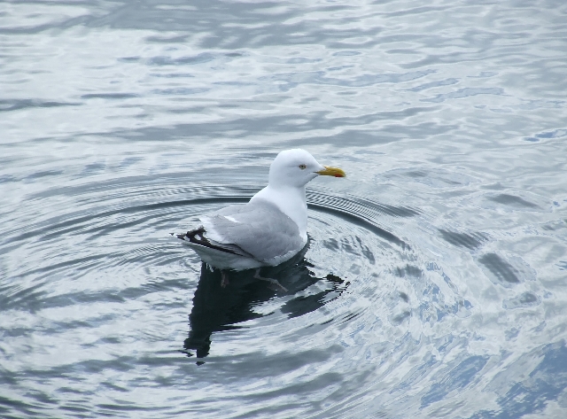 Bird from the Right.JPG